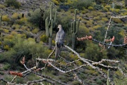 13th Apr 2023 - Mourning  Dove on Ocotillo
