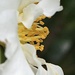 A side view of a camelia  by Dawn