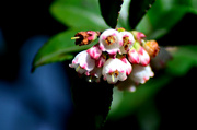 14th Apr 2023 - Huckleberry Blossoms