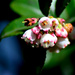 Huckleberry Blossoms by stephomy