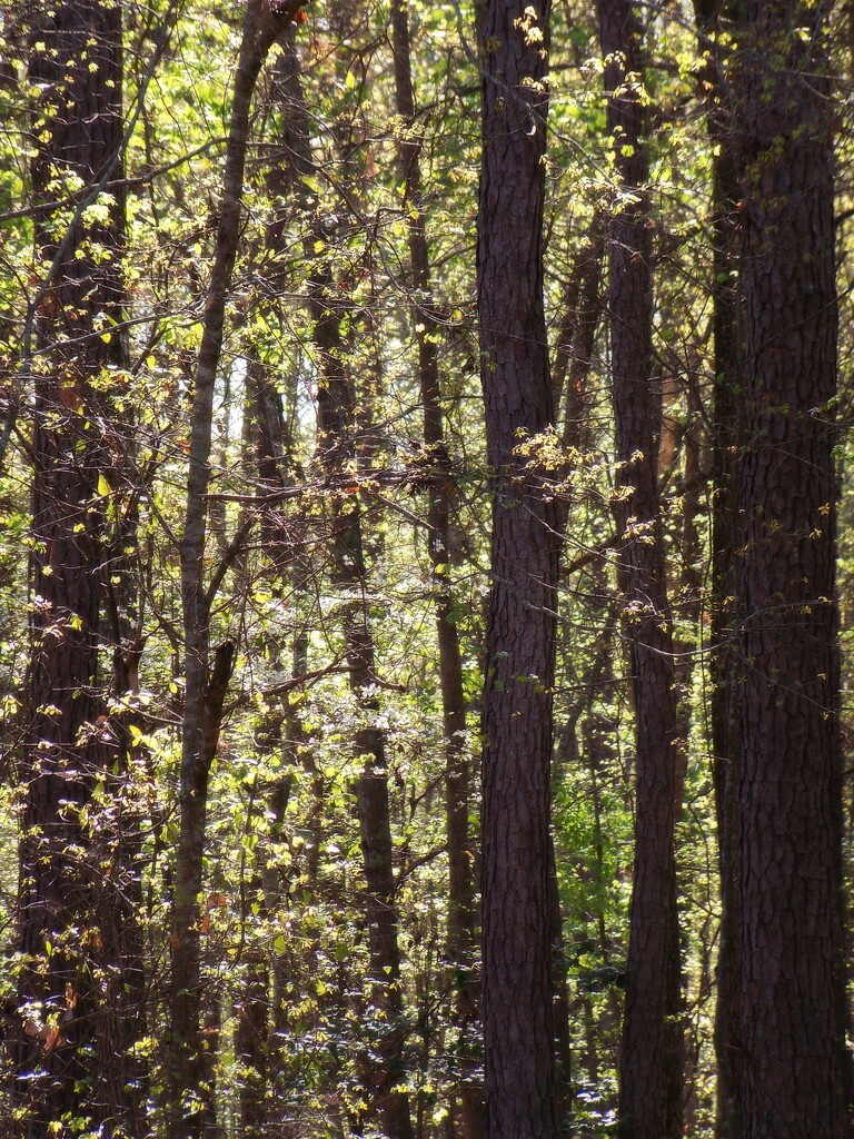 Leafing woods... by marlboromaam