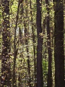 15th Apr 2023 - Leafing woods...