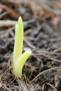 14th Apr 2023 - Lilies are peaking out