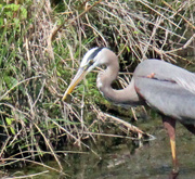 4th Apr 2023 - April 4 Blue Heron Arranging In Mouth IMG_2940
