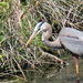 April 4 Blue Heron Arranging In Mouth IMG_2940 by georgegailmcdowellcom