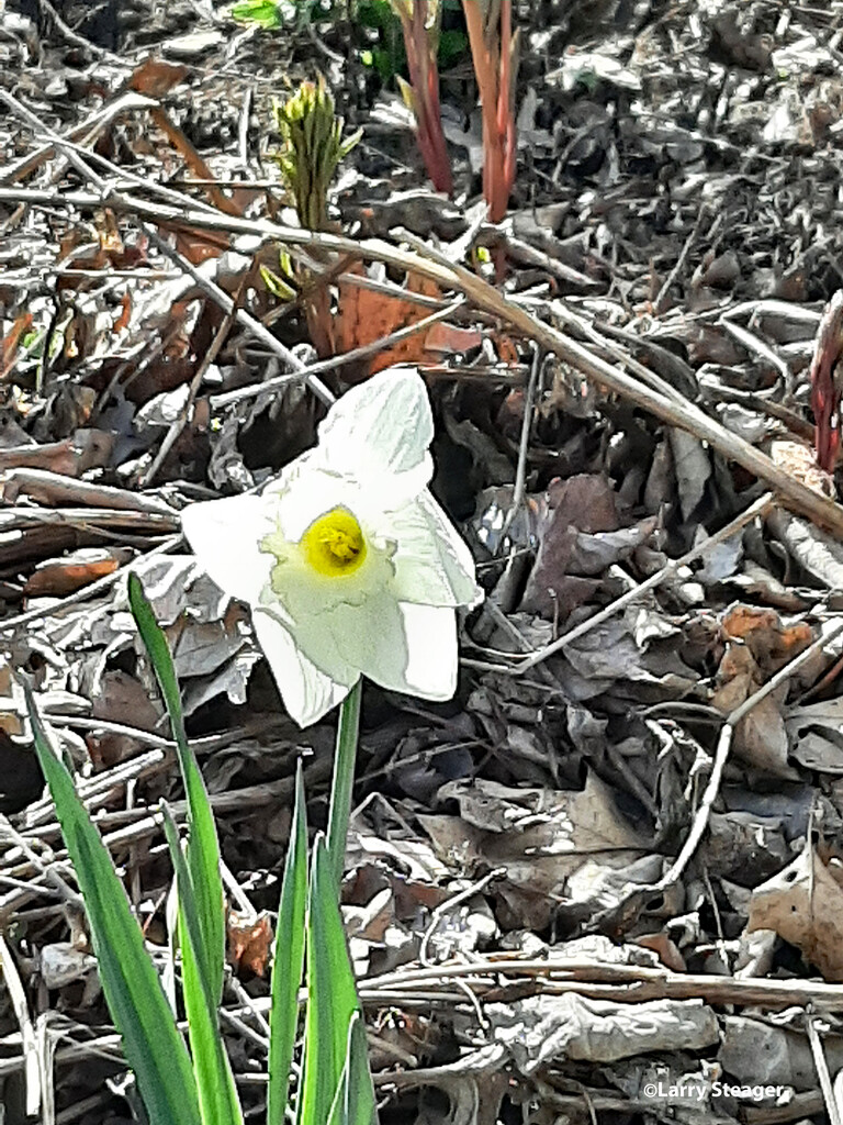 Daffodil by larrysphotos