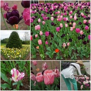 15th Apr 2023 - Tulips, Tulips, Tulips