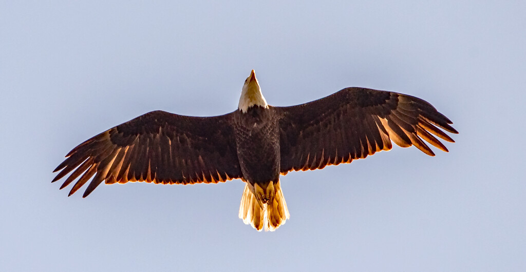 Bald Eagle Fly Over! by rickster549