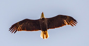 14th Apr 2023 - Bald Eagle Fly Over!