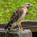 Red Shouldered Hawk After Late Evening Snacks! by rickster549