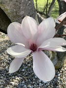 15th Apr 2023 - Tulip Magnolia 