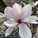 Tulip Magnolia  by illinilass