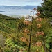 Te Whiti Riser by sandradavies