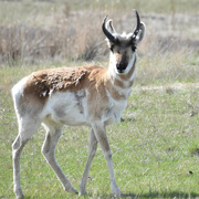 14th Apr 2023 - Bison Range Antelope