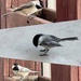 Chickadees Visit by eahopp