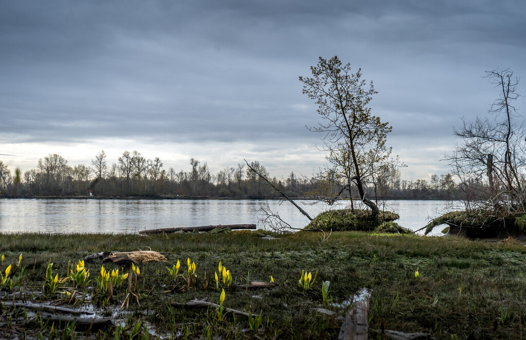 Fraser River by cdcook48