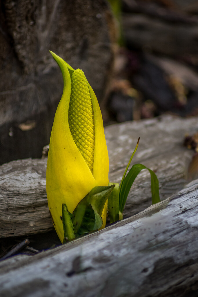 Skunk Cabbage by cdcook48