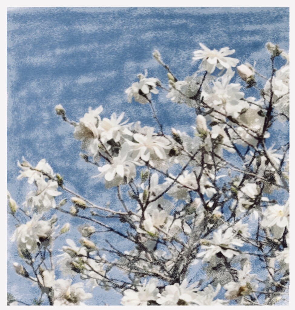 Painted Magnolias  by eahopp