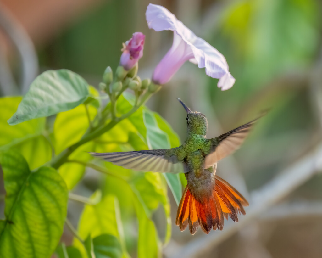 Rufous-tailed Hummingbird by nicoleweg