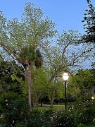 14th Apr 2023 - Hampton Park at twilight