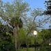 Hampton Park at twilight by congaree