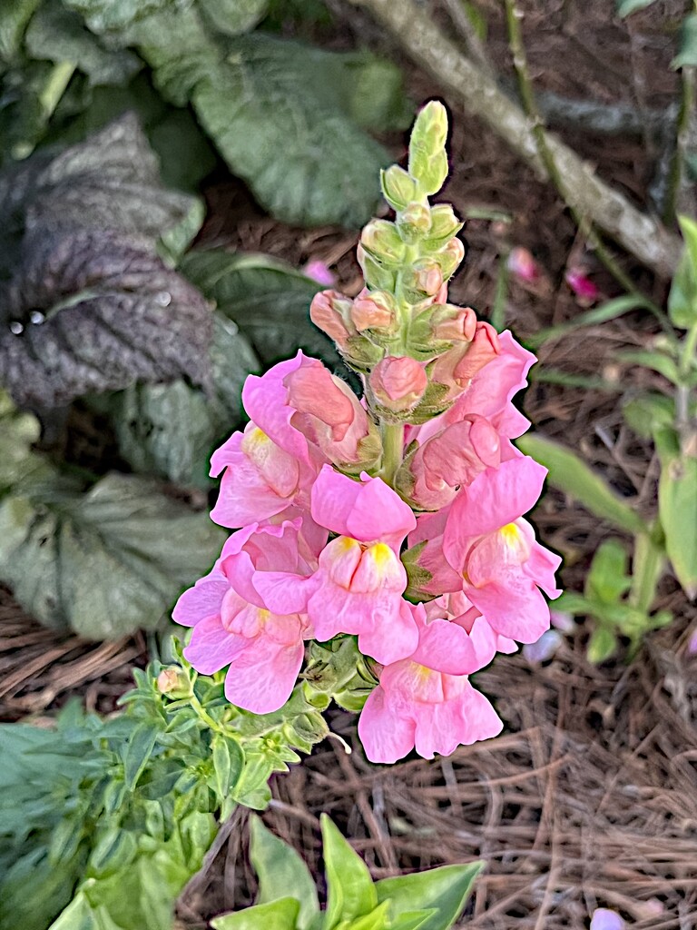 Snapdragons  by congaree