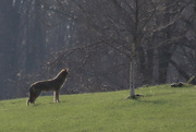 14th Apr 2023 - The Majestic Coyote