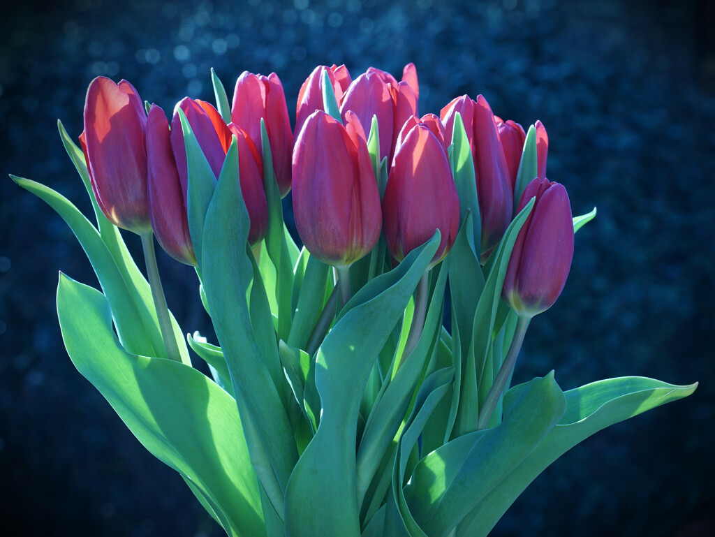 sunlight on tulips  by quietpurplehaze