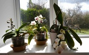 14th Apr 2023 - Orchids