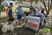 14th Apr 2023 - Dog competition at Nanango show