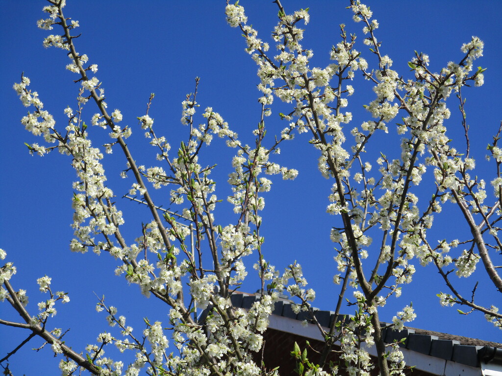 White blossom, blue sky. by grace55