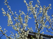 15th Apr 2023 - White blossom, blue sky.