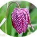Snakes-Head Fritillary by carolmw