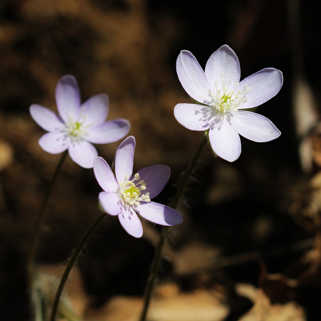 Hepatica 2023 (b) by juliedduncan