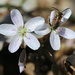 Spring Beauties and Friend by juliedduncan