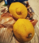 13th Apr 2023 - When Life Gives You Lemons