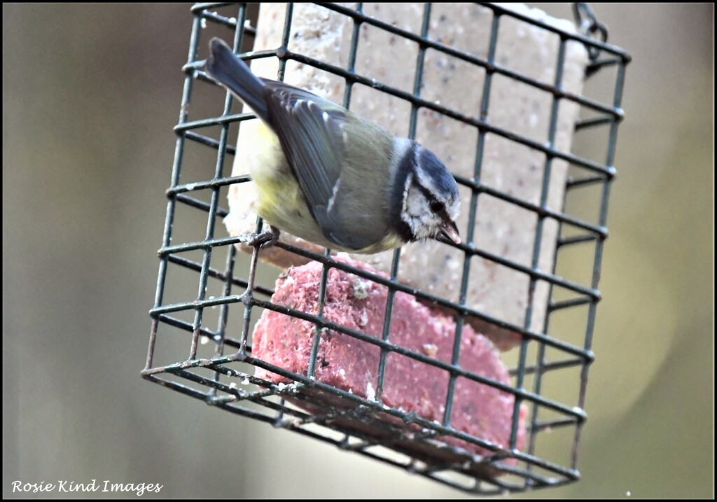 Eating the suet  by rosiekind