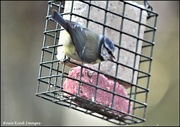 15th Apr 2023 - Eating the suet 