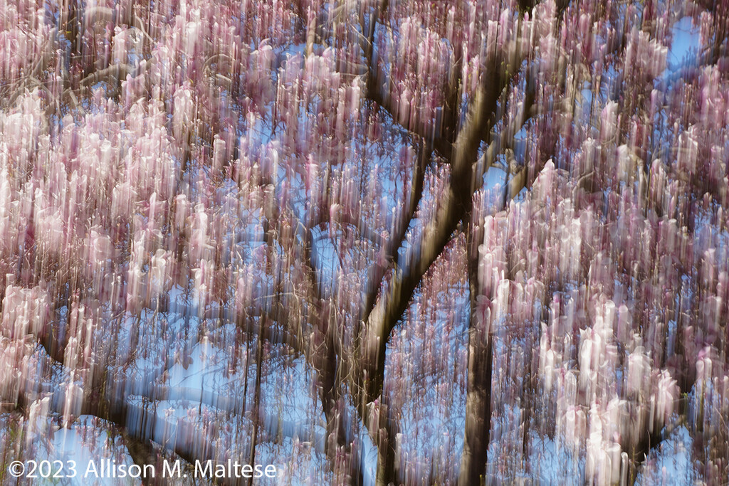 Magnolia Tree with ICM by falcon11