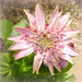 Pink Daisy Flower.  by wendyfrost