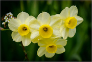 15th Apr 2023 - Lily of Mary (very small daffodil