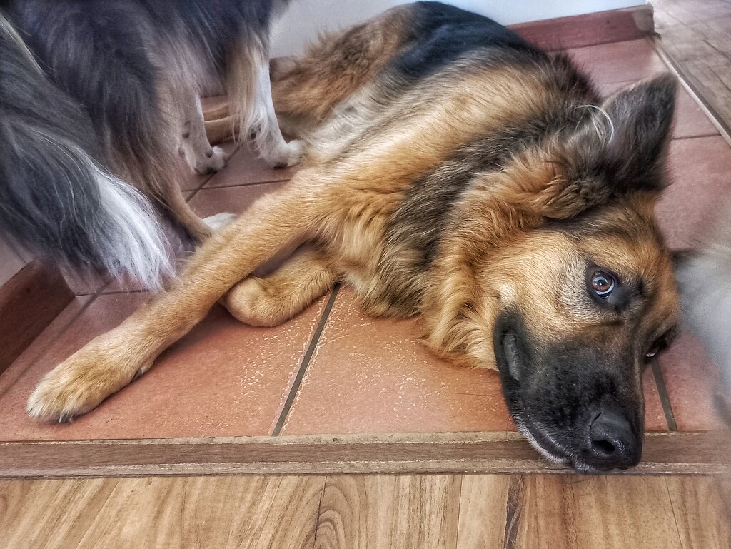 Wide-eyed dog  by salza