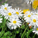 Daisies and Dandelions by seattlite