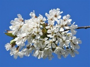 7th Apr 2023 - Blossom