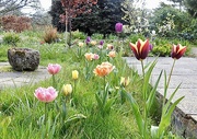 15th Apr 2023 - Tulips in the Front garden