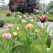 Tulips in the Front garden by susiemc