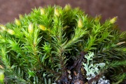 15th Apr 2023 - Another moss macro