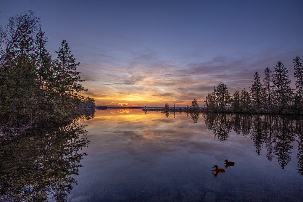 Balsam Lake Duck Sunrise  by pdulis