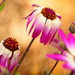 Senetti series:  Senetti flowers......... by ziggy77