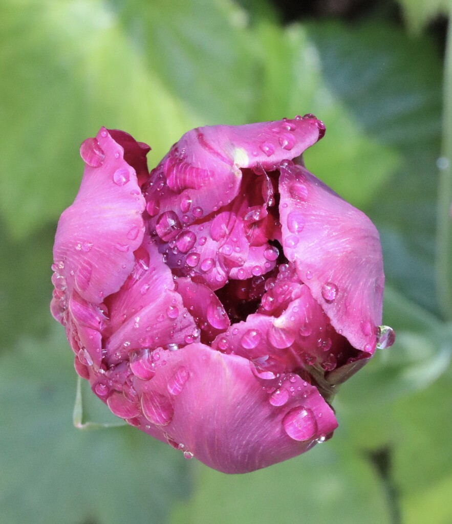 Tulip after rain  by jeremyccc